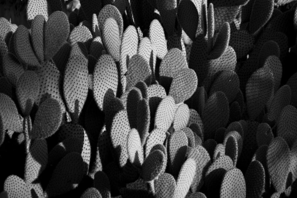 Cactus-B&W