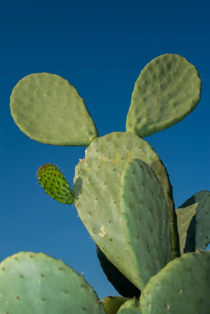 Cactus-1